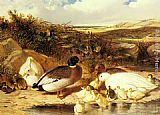 Bank Canvas Paintings - Mallard Ducks and Ducklings on a River Bank